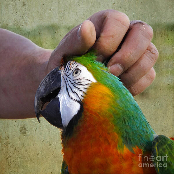 Macaw Poster featuring the photograph The Human Touch by Jan Piller