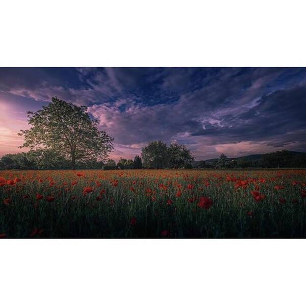 Beautiful Poster featuring the photograph The Last Photo Of My Poppy by Jeffrey Groneberg