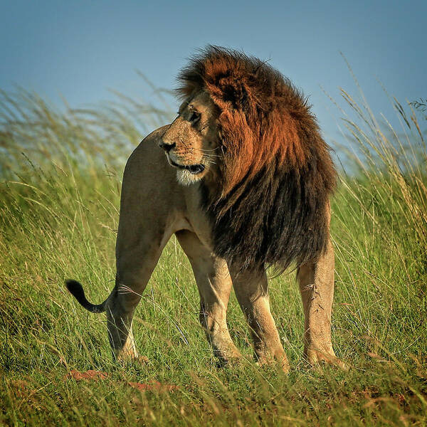 Lion Poster featuring the photograph The Mane Man by Steven Upton