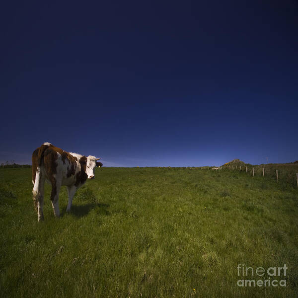 Cow Poster featuring the photograph The Moody Cow by Ang El