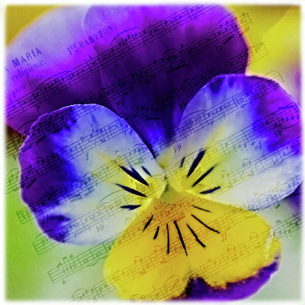 Flower Poster featuring the photograph The Music Of Flowers by Cathy Kovarik