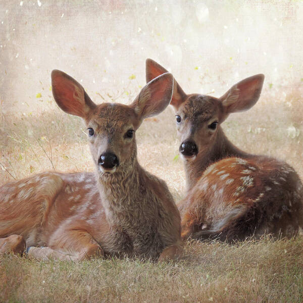 Fawn Poster featuring the photograph The Observers by Sally Banfill