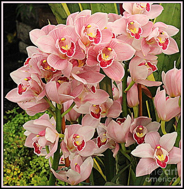 Orchid Poster featuring the photograph The Orchid Garden by Dora Sofia Caputo
