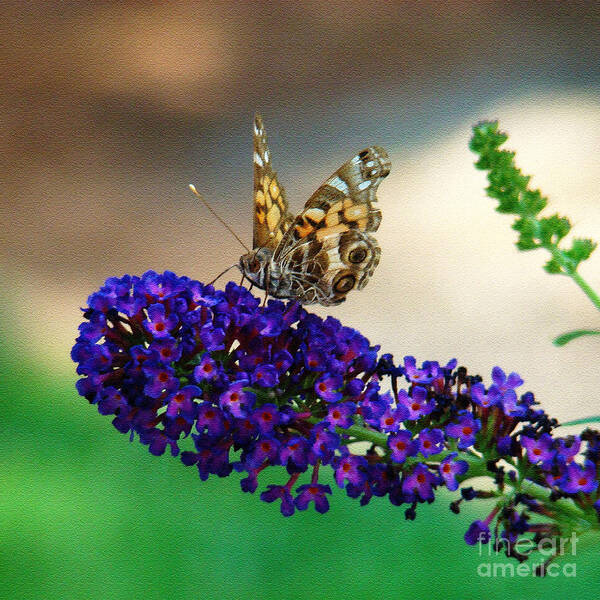Butterfly Poster featuring the photograph The Painted Lady by Sue Melvin