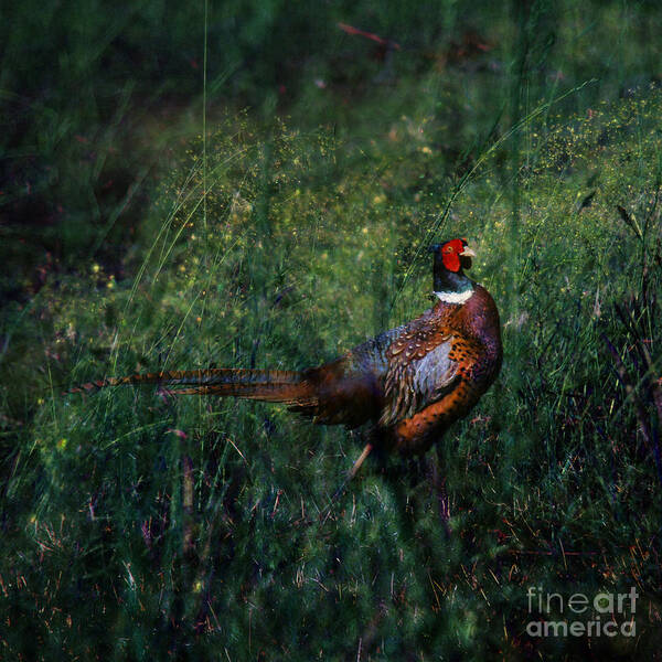 Pheasant Poster featuring the photograph The Pheasant in the Autumn Colors by Ang El
