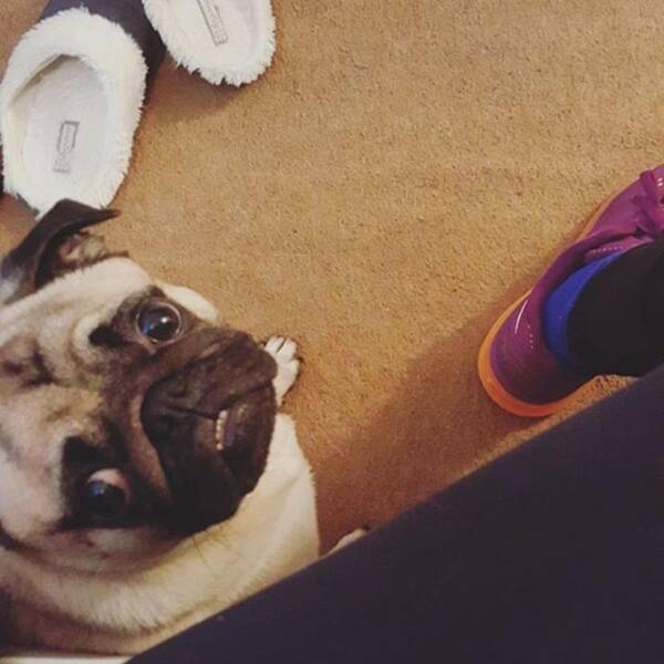 Puglife Poster featuring the photograph This Boy! 😍 #love #clingy #pug by Natalie Anne