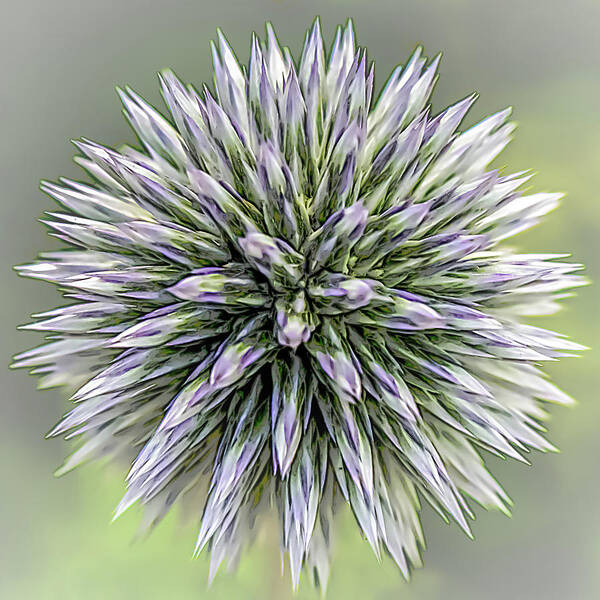 Nature Poster featuring the photograph Thistle II by Robert Mitchell