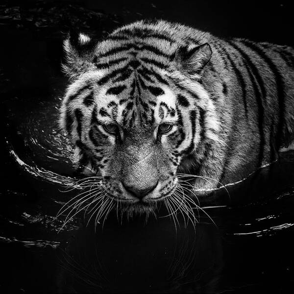Tiger Poster featuring the photograph Tiger in water by Lukas Holas