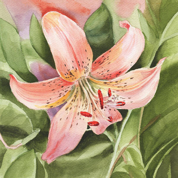 Tiger Lily Poster featuring the painting Tiger Lily Watercolor by Irina Sztukowski by Irina Sztukowski