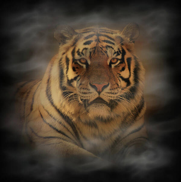 Tiger Poster featuring the photograph Tiger by Sandy Keeton