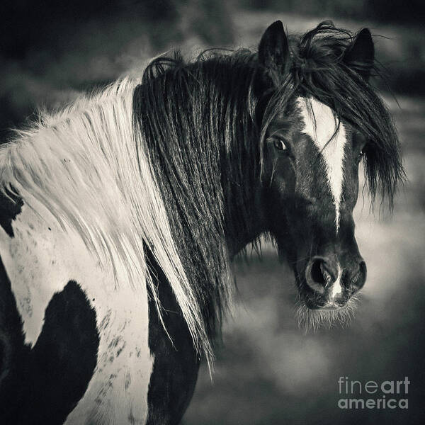 Horse Poster featuring the photograph Tinker Horse Portrait by Dimitar Hristov