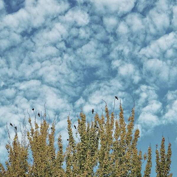 Birds Poster featuring the photograph Top Pigeons
#birds #pigeon #trees #sky by Rafa Rivas