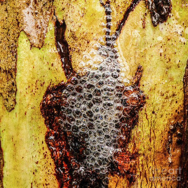 Close Up Poster featuring the photograph Tree Bark Series - Bubbles #1 by Lexa Harpell