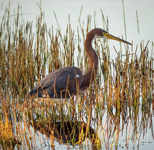 Herons Poster featuring the photograph Tricolored Heron - Egretta Tricolor by DB Hayes