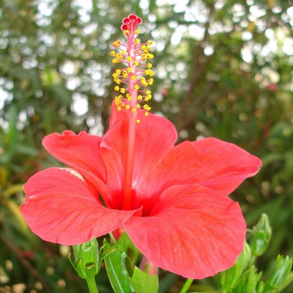 Hibiscus Poster featuring the photograph Tropical Red Hibiscus Rose Mallow by Taiche Acrylic Art