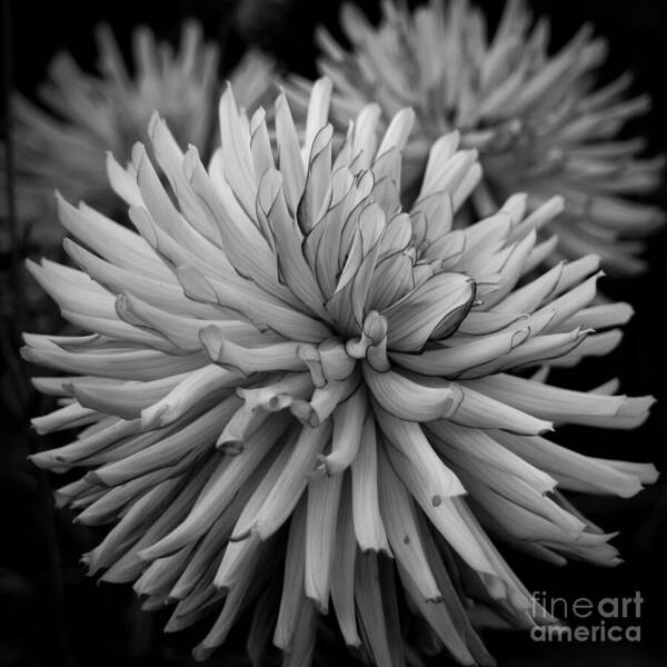 Dahlia Poster featuring the photograph Tubular Petals by Patricia Strand