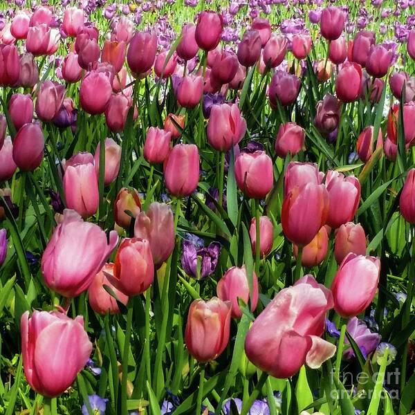 Tulip Poster featuring the photograph Tulip Flowers by D Davila