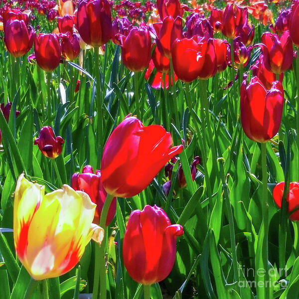 Tulips Poster featuring the photograph Tulip Garden in Bloom by D Davila