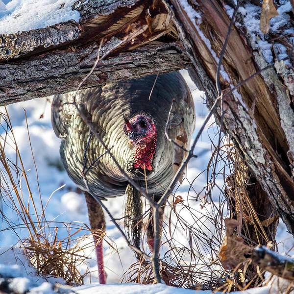 Wild Turkey Not The Whiskey Poster featuring the photograph Turkey In the Brush by Paul Freidlund