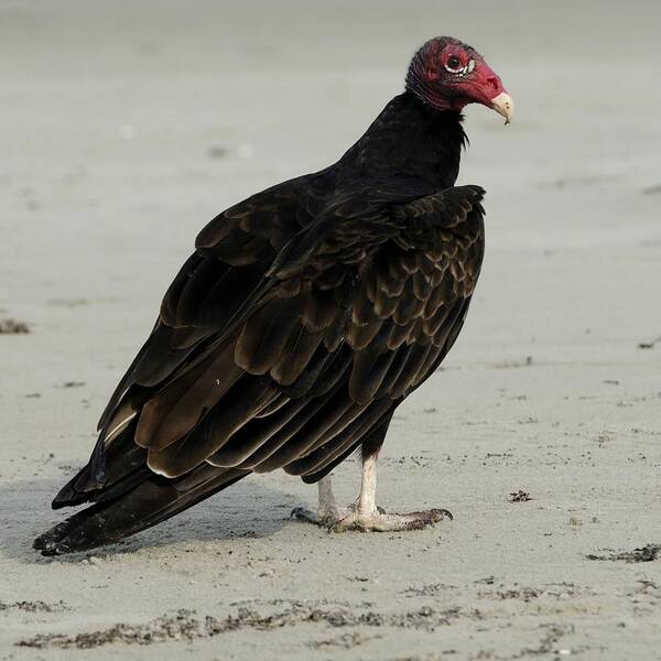 Turkey Vulture Poster featuring the photograph Turkey Vulture standing on the Beach by Bradford Martin