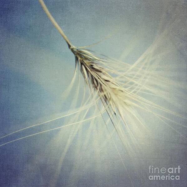 Barley Poster featuring the photograph Twirling by Priska Wettstein
