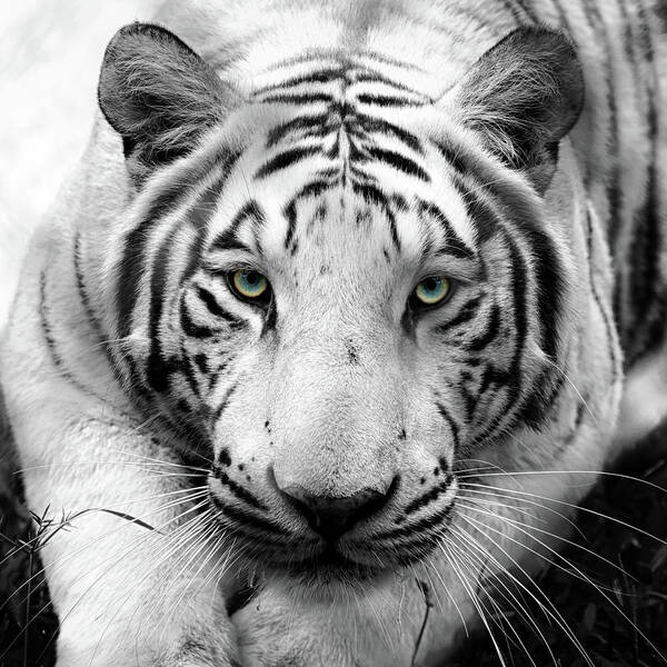Bengal Tigers Poster featuring the photograph Tzatziki in Black and White by Susan Rissi Tregoning