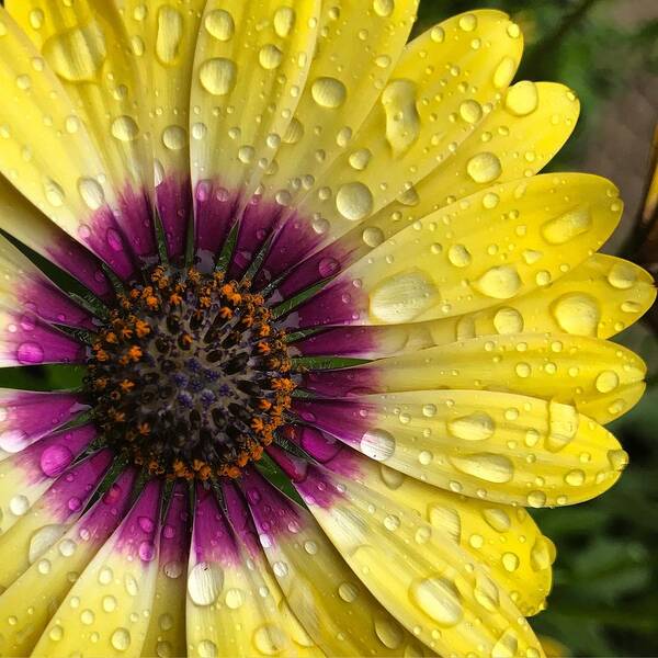 Drops Poster featuring the photograph Daisy Up Close by Brian Eberly