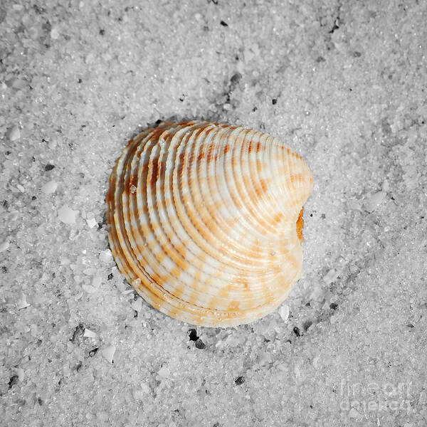 Shell Poster featuring the photograph Vibrant Orange Ribbed Sea Shell in Fine Wet Sand Macro Square Format Color Splash Black and White by Shawn O'Brien