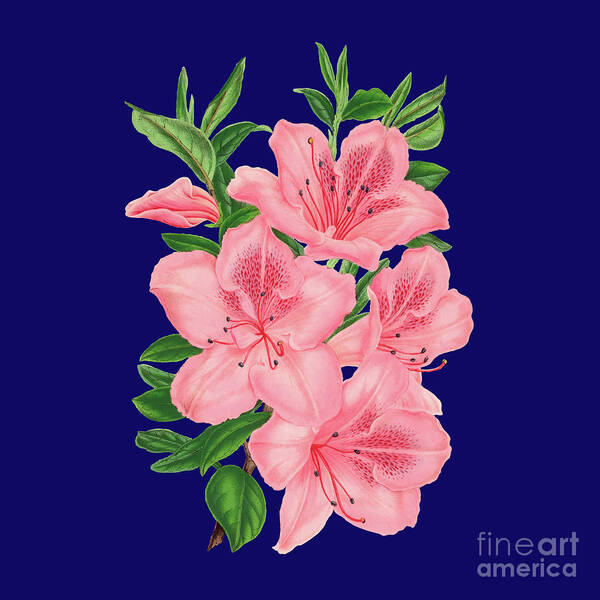 Pink And Navy Poster featuring the digital art Victorian Pink Flowers on Navy by Leah McPhail