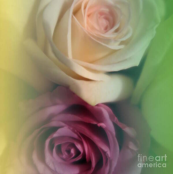 Floral Poster featuring the photograph Vintage Roses 2 by Tara Shalton