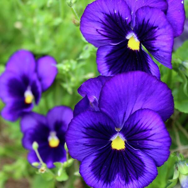 Photograph Poster featuring the photograph Violet Purple Pansies by M E