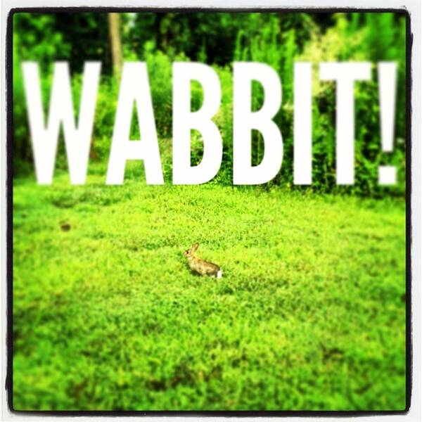  Poster featuring the photograph Wabbit by Will Felix