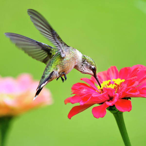 Hummingbird Poster featuring the photograph Waiting in the Wings Hummingbird Square by Christina Rollo