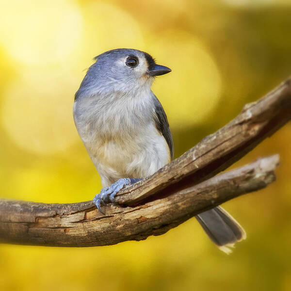 Sun Poster featuring the photograph Warm Morning Titmouse by Bill and Linda Tiepelman
