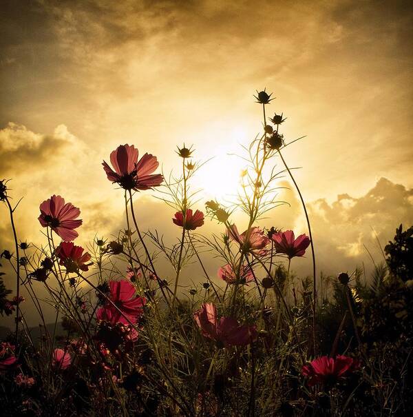 Flowers Poster featuring the photograph Watching the Sun by Christian Marcel