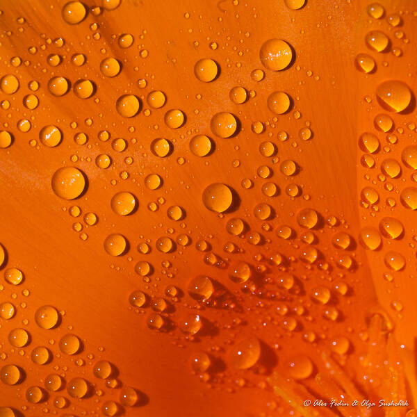 Poppy Poster featuring the photograph Water drops on poppy petal by Alexander Fedin
