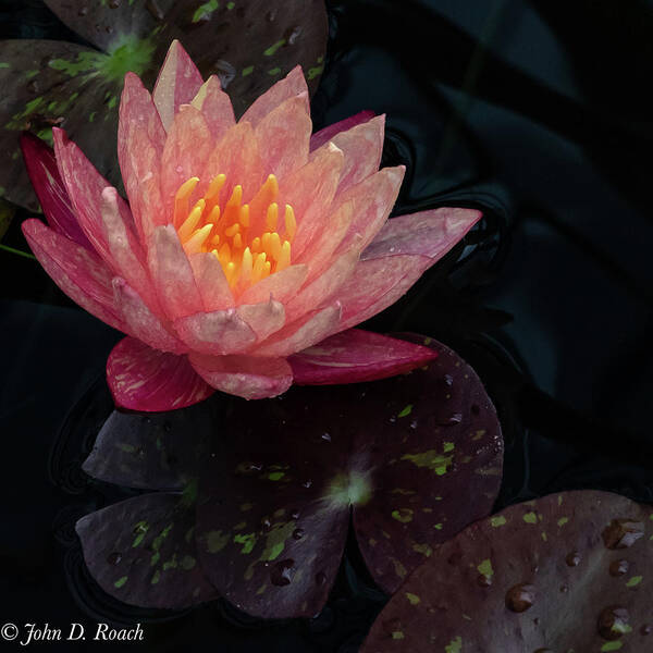 Lily Poster featuring the photograph Water Lily by John Roach