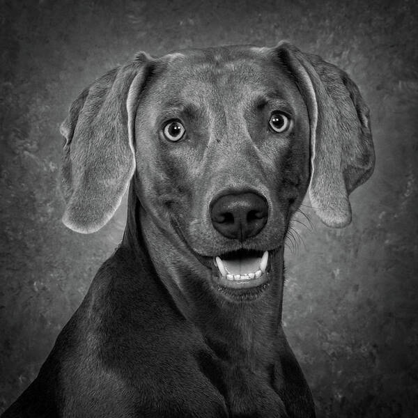 Dog Poster featuring the photograph Weimaraner In Black and White by Greg and Chrystal Mimbs