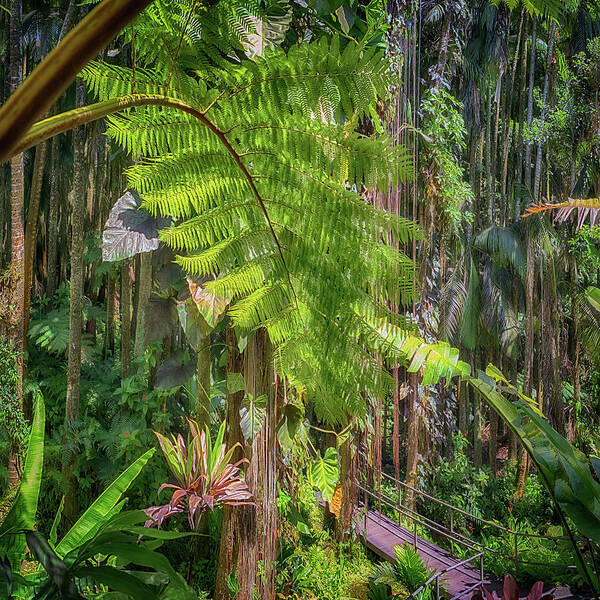 Hawaii Tropical Botanical Garden Poster featuring the photograph Welcome to the Jungle 2 by Susan Rissi Tregoning