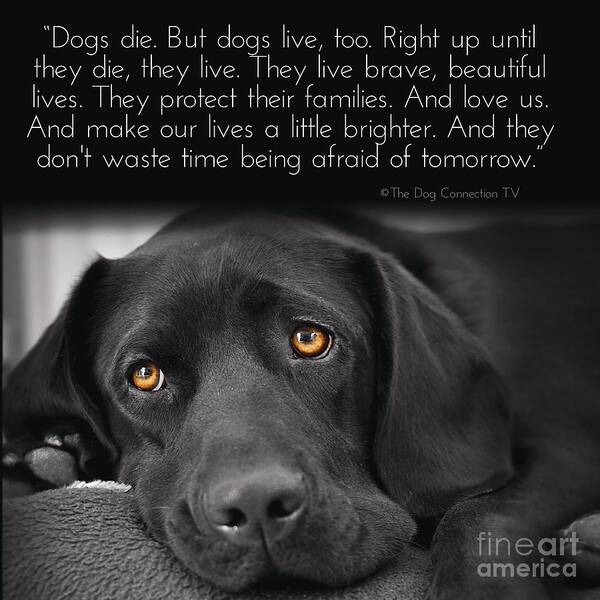 Dogs Die Poster featuring the digital art When Dogs Die by Kathy Tarochione