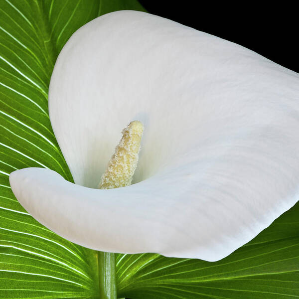 Calla Poster featuring the photograph White Calla by Heiko Koehrer-Wagner