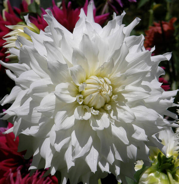 Dahlia Poster featuring the photograph White Dahlia photo by Judy Mercer