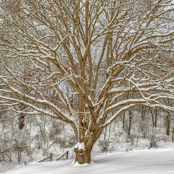 Landscape Poster featuring the photograph White Oak in Snow by Joe Shrader