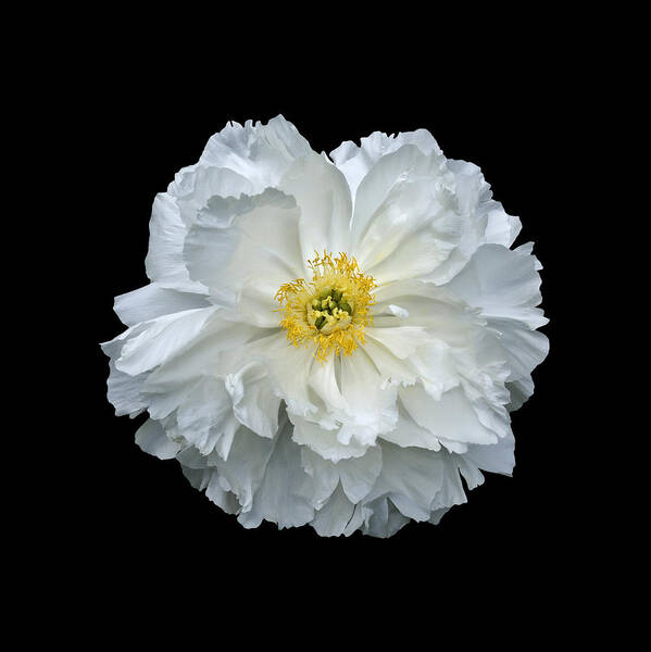 Peonies Poster featuring the photograph White Peony by Charles Harden
