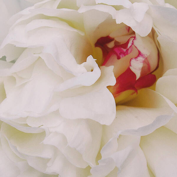 Peonies Poster featuring the photograph White petals by Michael Peychich