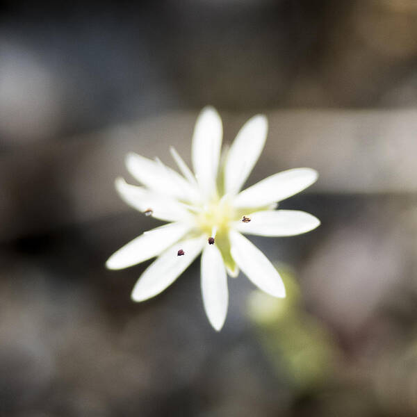 Alaska Poster featuring the photograph White Wildflower by Ian Johnson