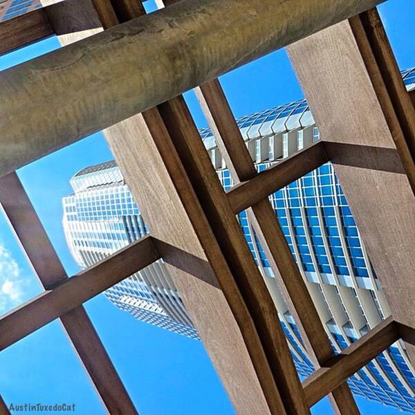 Urban Poster featuring the photograph #whplowaltitude, A #view Of A by Austin Tuxedo Cat