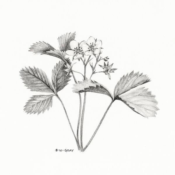 Strawberry Poster featuring the drawing Wild Strawberry Drawing by Betsy Gray