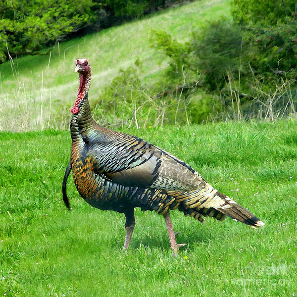 Turkey Poster featuring the photograph Wild Thing by JoAnn SkyWatcher