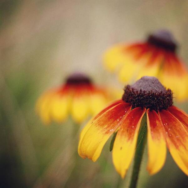 Wildflowers Poster featuring the photograph Wildfire Wildflowers by Holly Ross